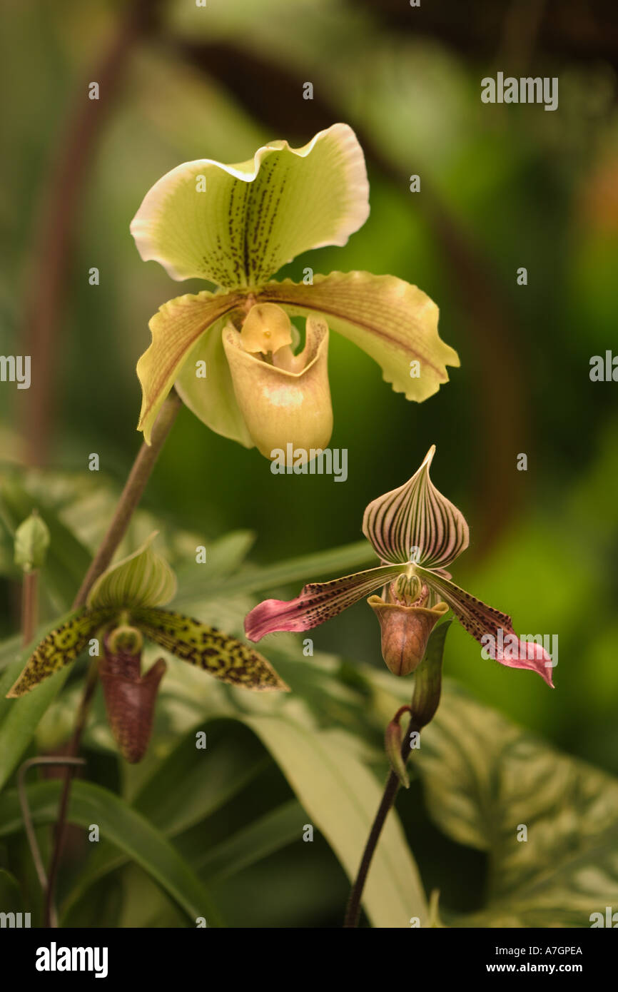 Hybrid Ladyslipper Orchids, Paphiopedilum spp. Selby Gardens, Sarasota, Florida Stock Photo