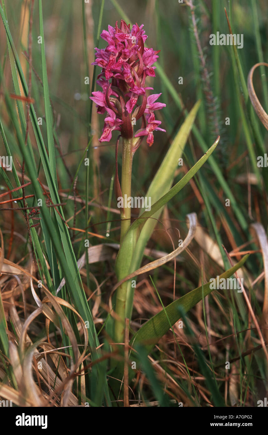 Northern Marsh orchid Dactylorhiza purpurella New Forest Hampshire UK Stock Photo