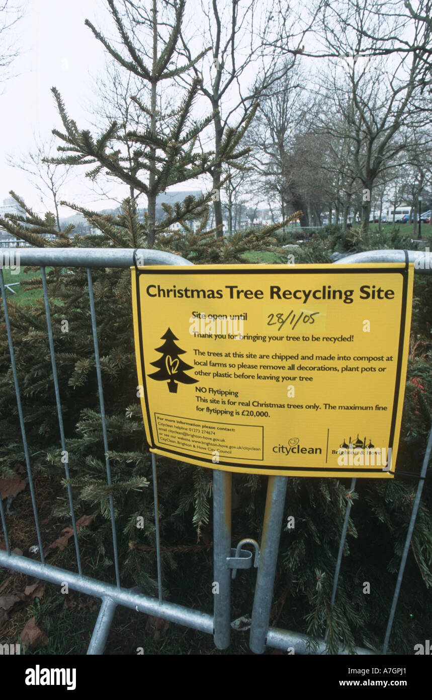 CHRISTMAS TREE RECYCLING in town centre Stock Photo Alamy