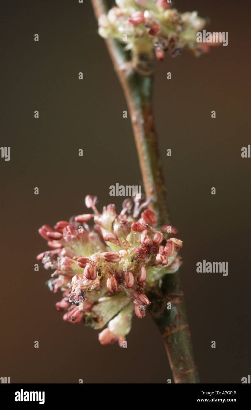 ENGLISH ELM flowers in spring Ulmus procera Stock Photo