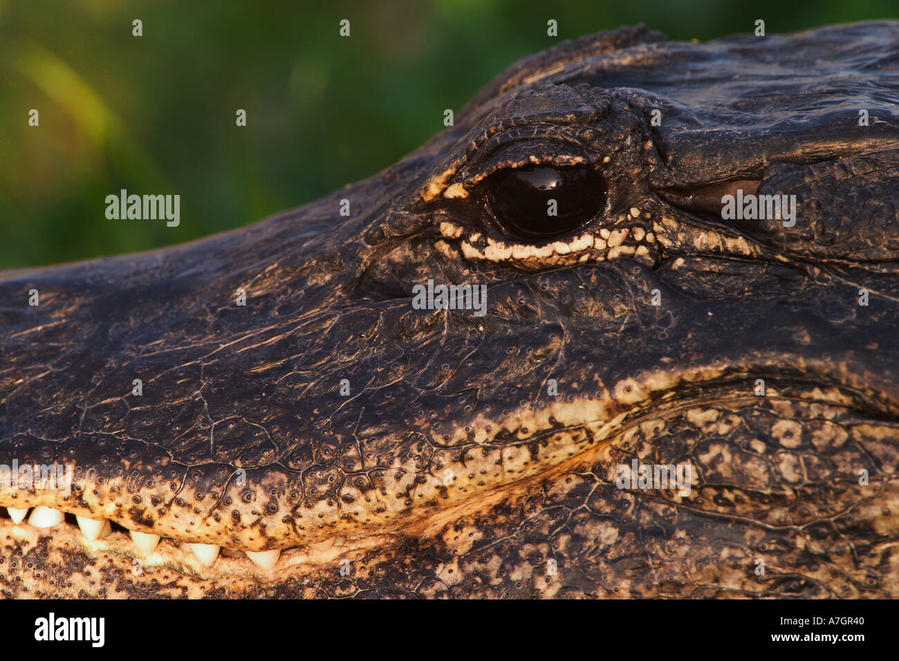 American Alligator close-up, Alligator mississippiensis, Everglades National Park, Florida Stock Photo