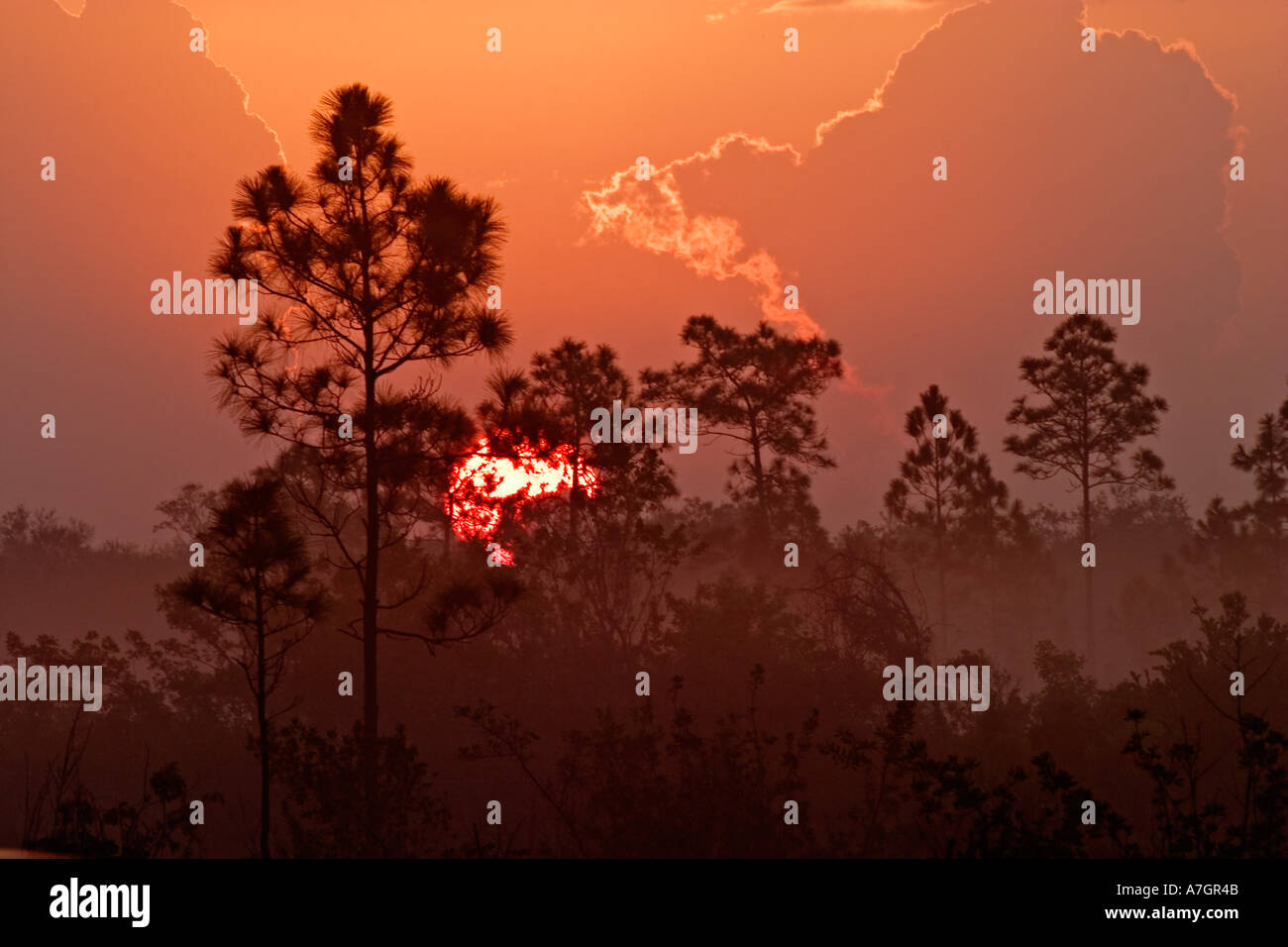 Pines silhouetted at sunrise, Everglades National Park, Florida Stock Photo
