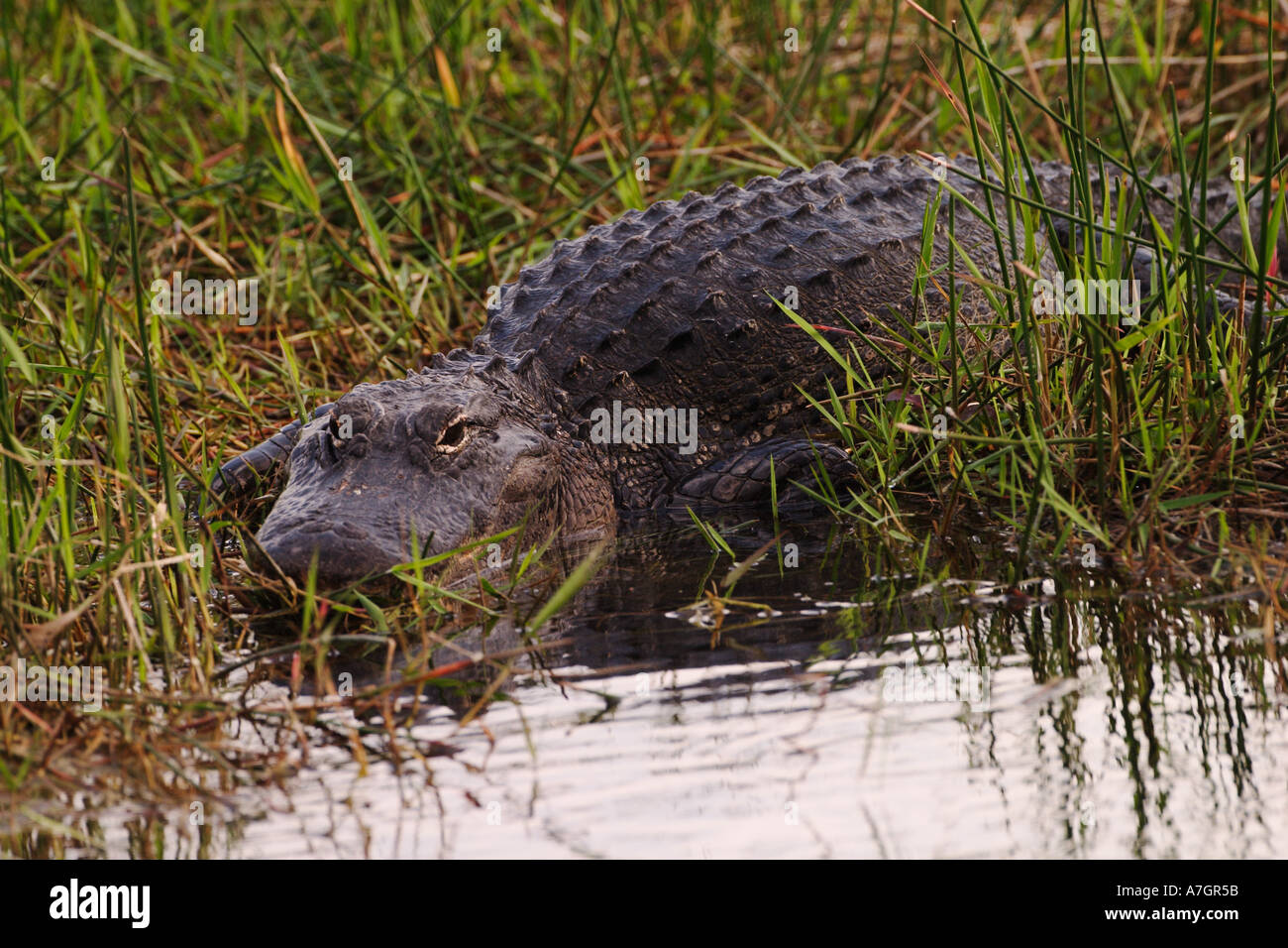 American Alligator, Alligator mississippiensis, Everglades National Park, Florida Stock Photo