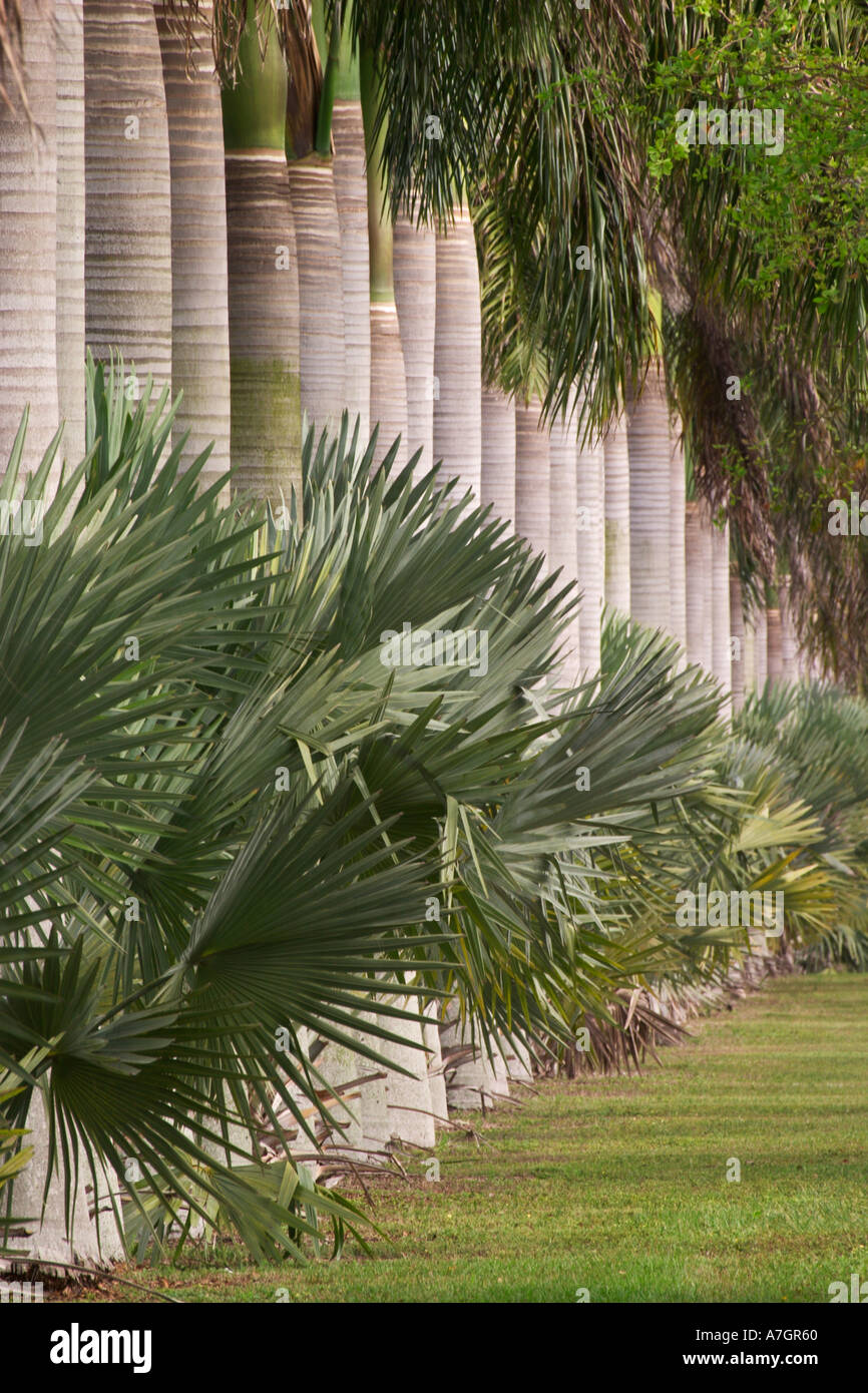 Row of stately Cuban Royal Palm trees, Roystonea regia, Miami, Florida Stock Photo Alamy