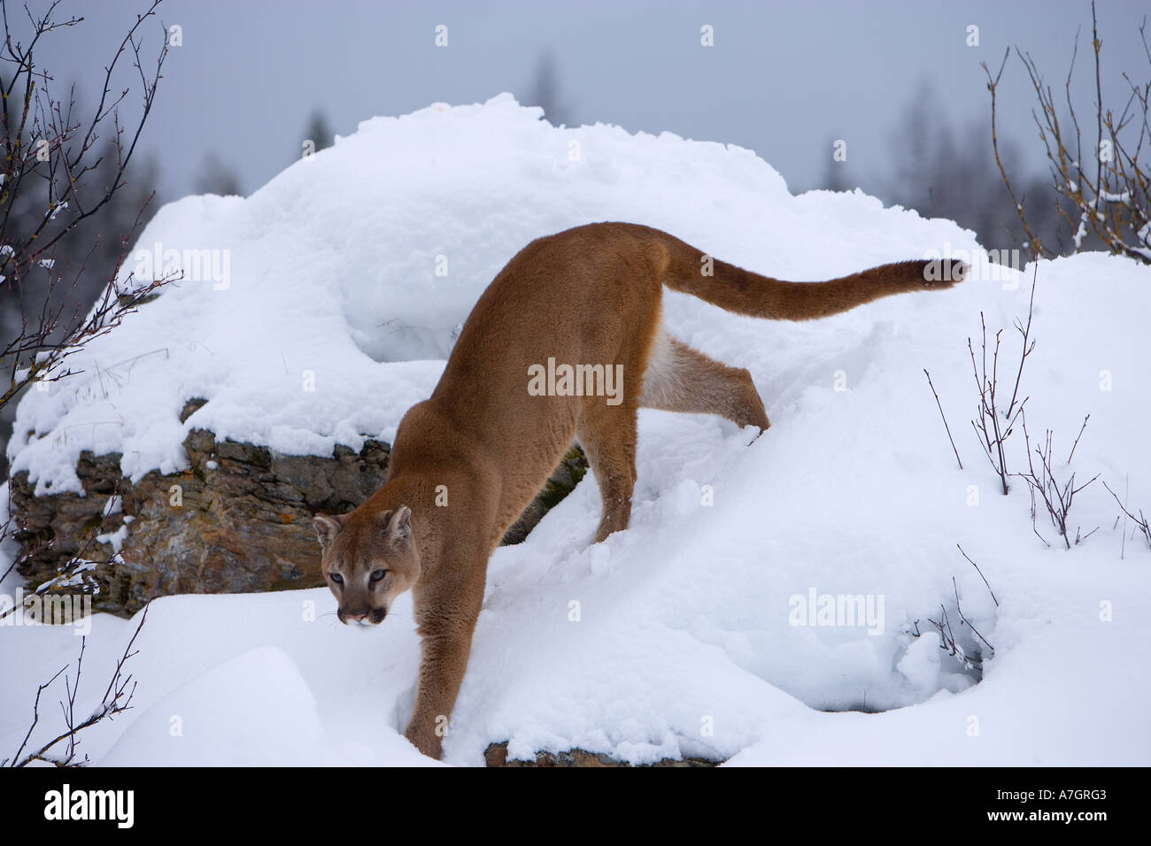 Mountain lion in winter, Montana Stock Photo Alamy