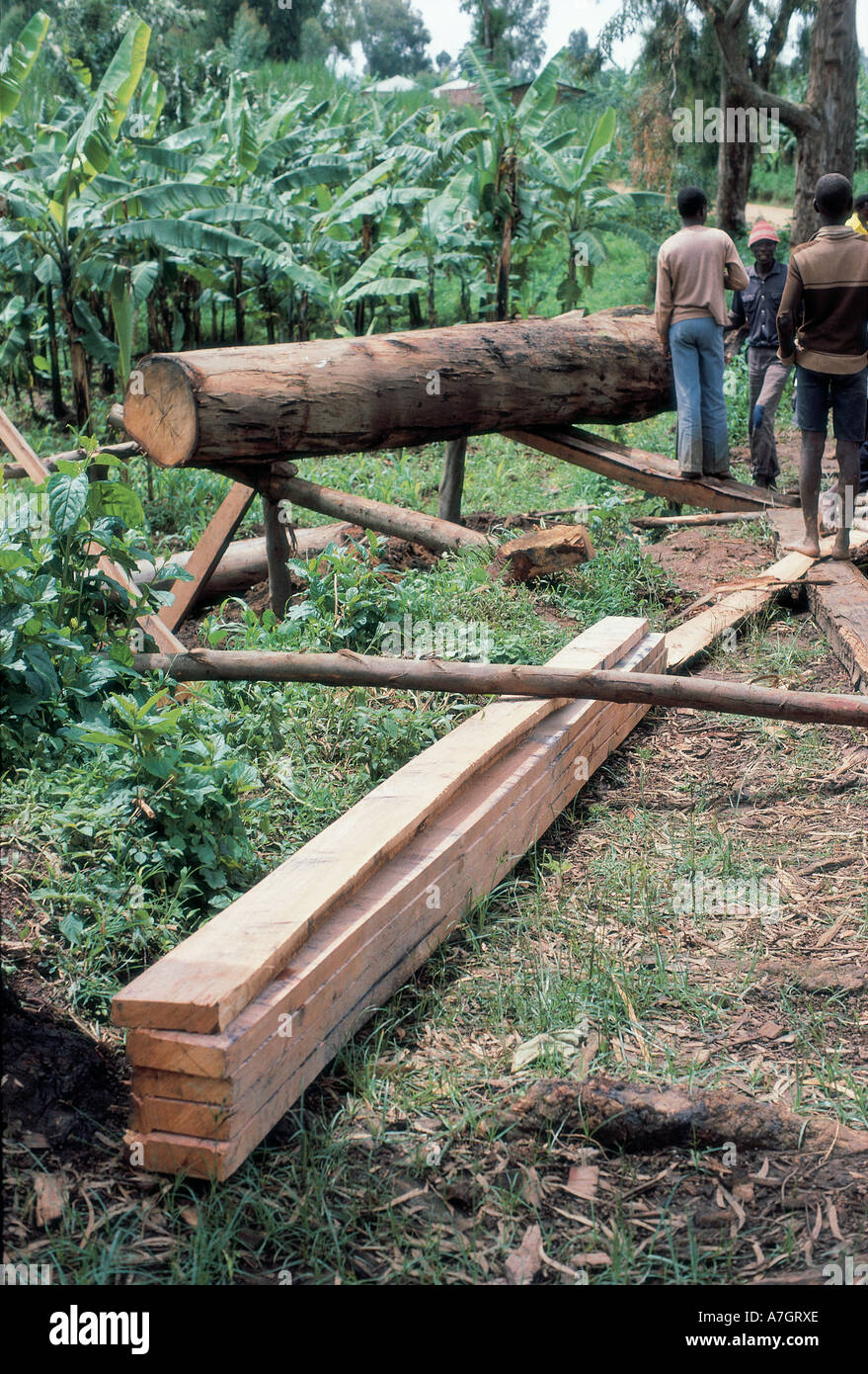 Sawing large logs outlet