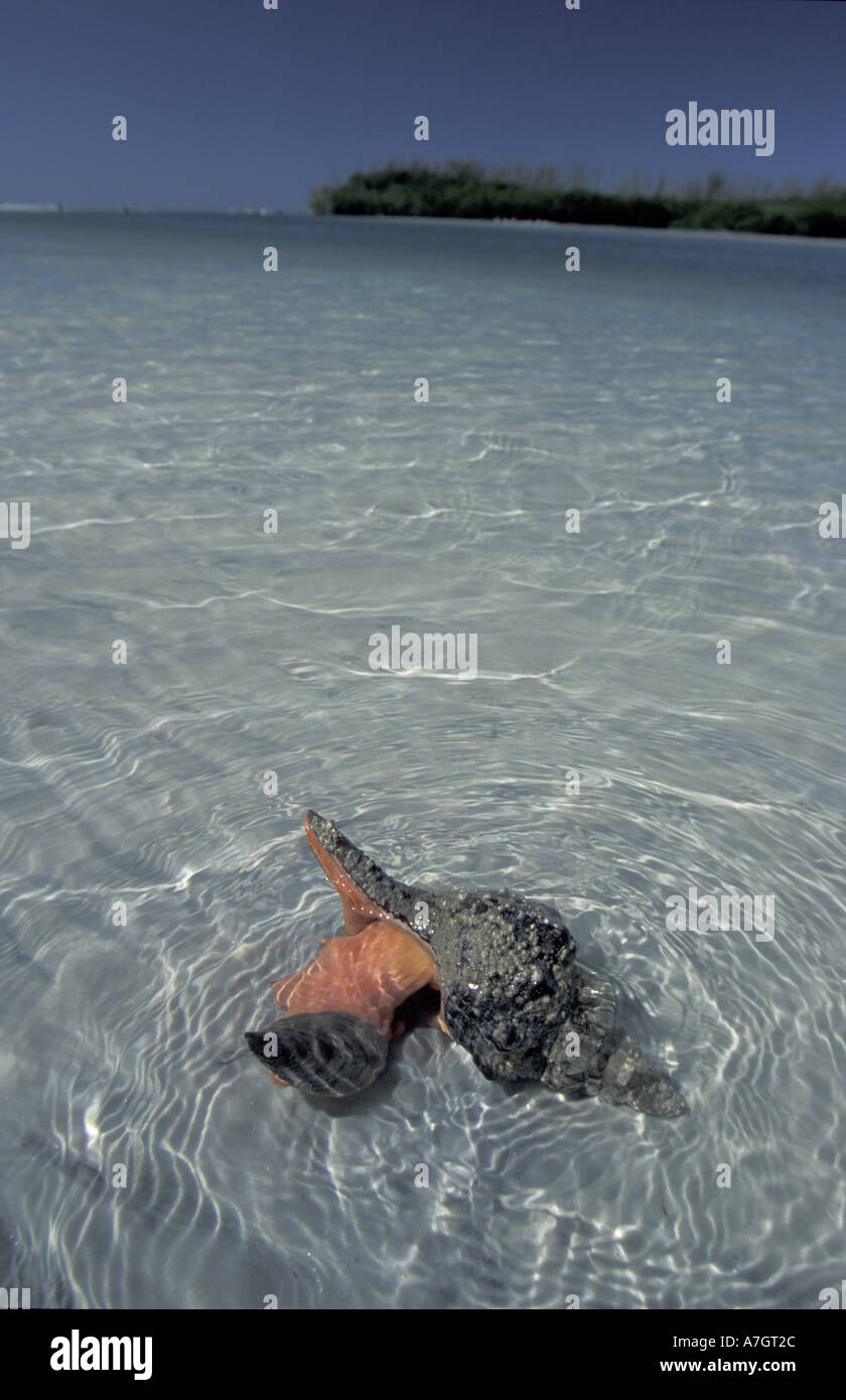 NA, USA, Florida. Horse Conch feeding along shoreline (Pleuroploca