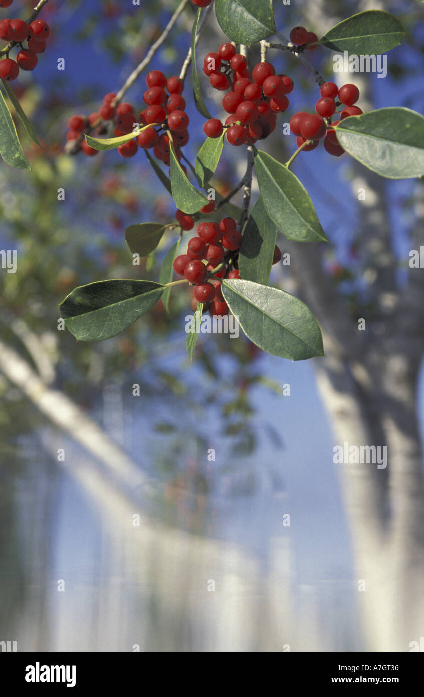 NA, USA, Florida, Southwest Florida. East Palatka holly (Ilex x