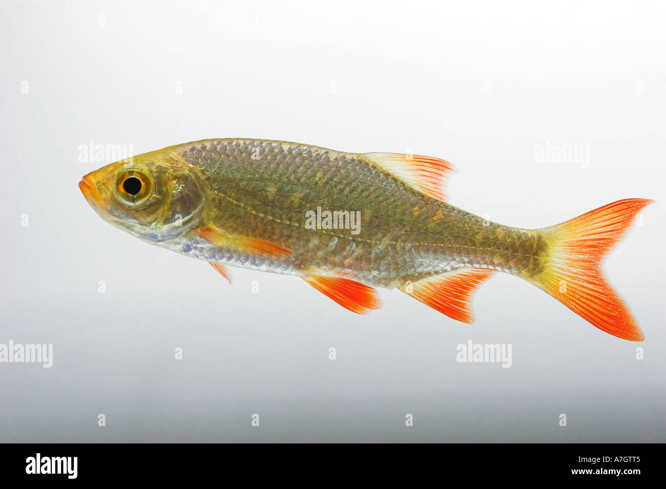 RUDD swimming underwater against a white background Scardinius erythrophthalmus cut out Stock Photo