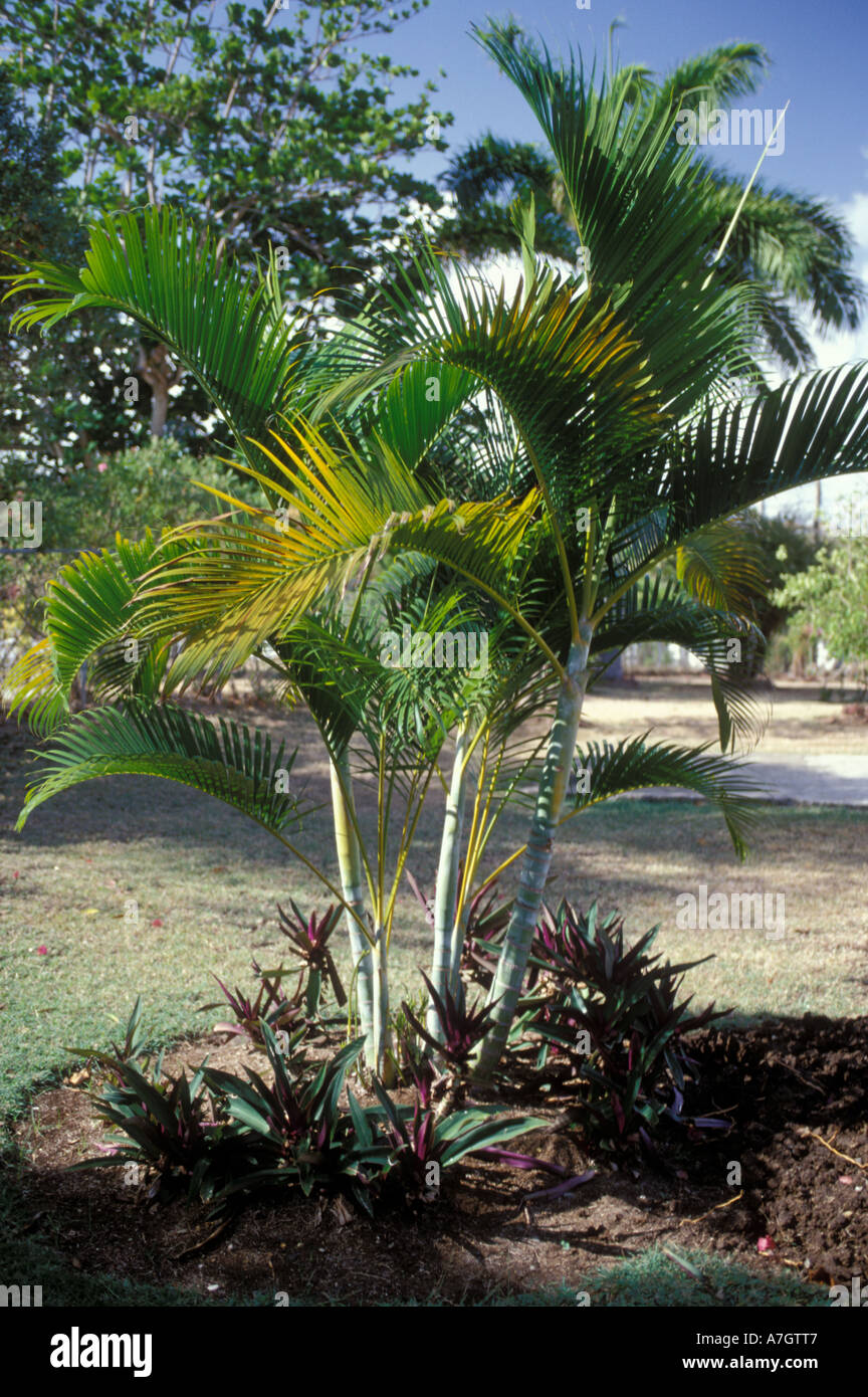 Areca Palms, St. Lucia Stock Photo