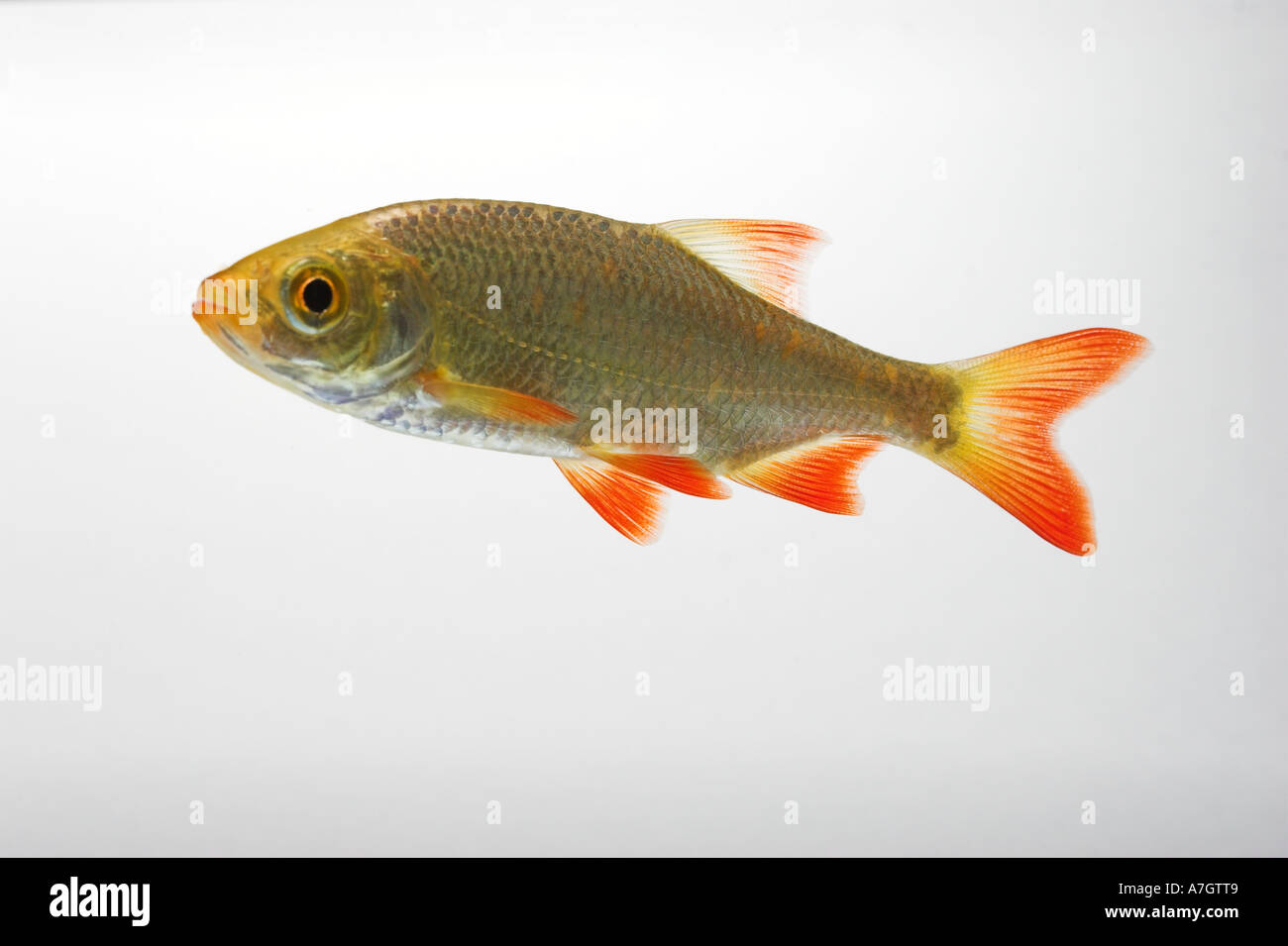 RUDD swimming underwater against white background Scardinius erythrophthalmus cut out Stock Photo
