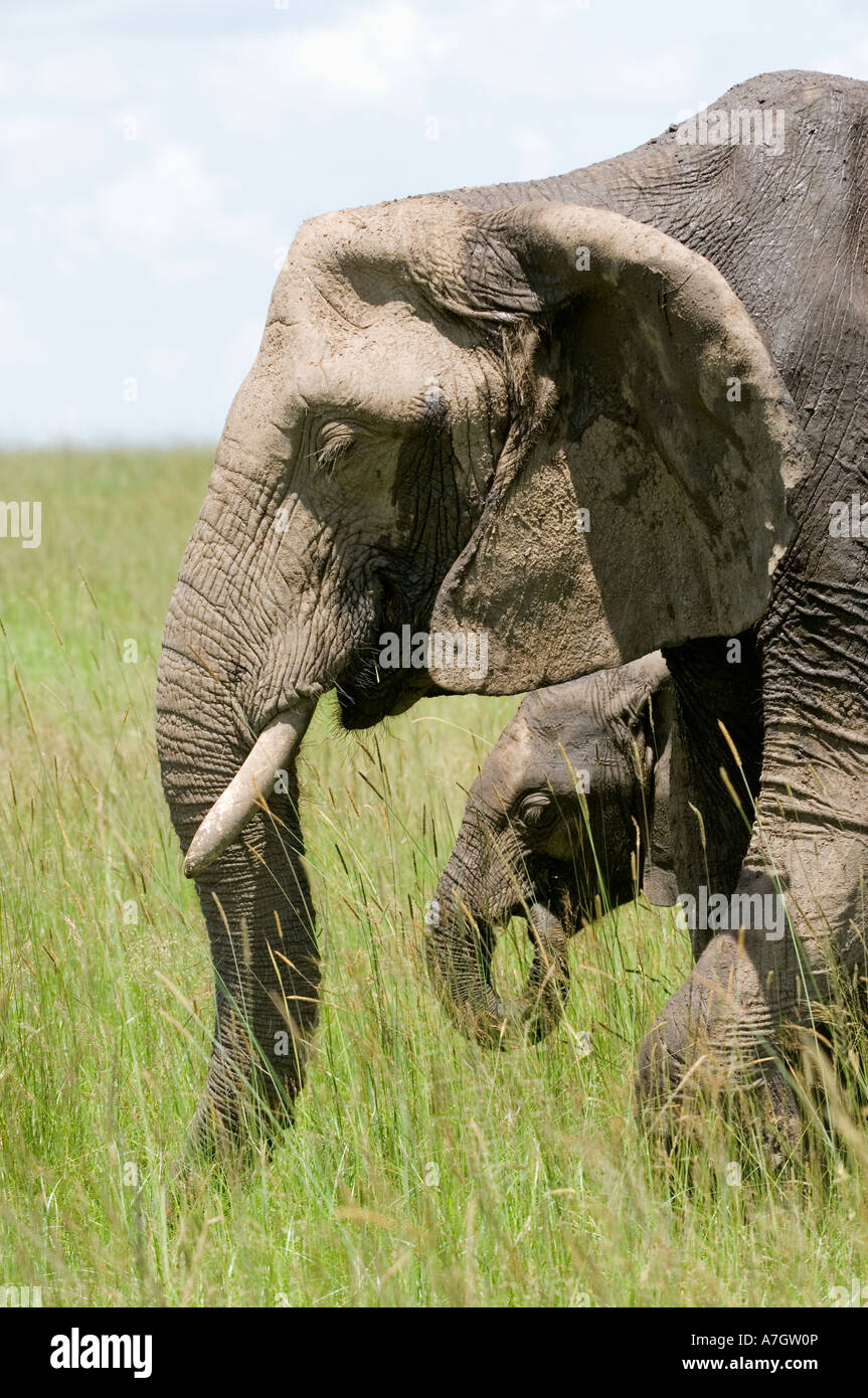 Elephant in Kenya's Maasai Mara Stock Photo - Alamy