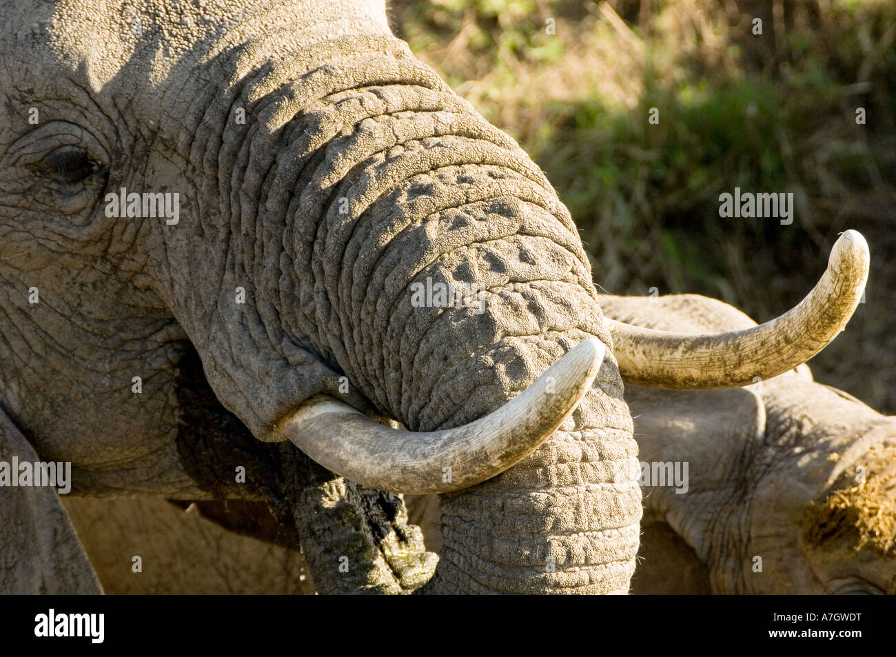 Elephant close-up in Kenya's Maasai Mara Stock Photo - Alamy