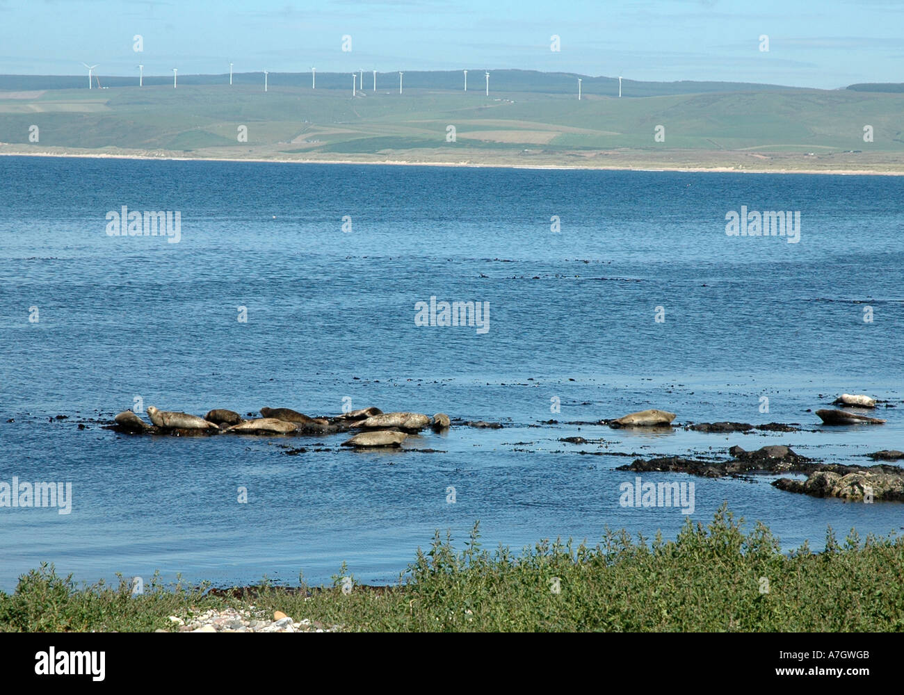 Seals basking close to shore. Windfarm in the background. Scotland. Stock Photo