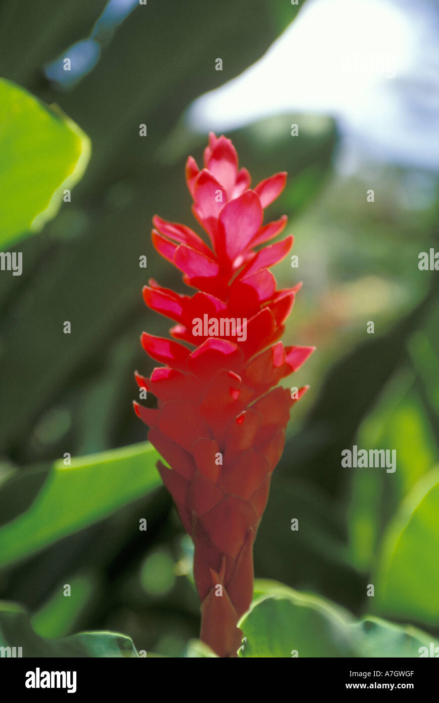 Red Ginger, St Lucia Stock Photo