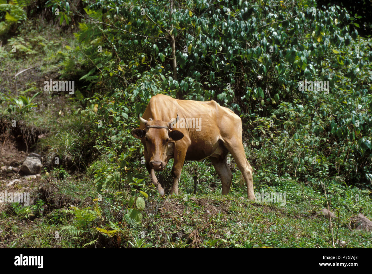 Island cow grazing along roadside, St. Lucia Stock Photo