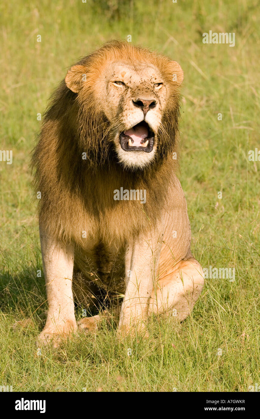 Male lion roaring hi-res stock photography and images - Alamy