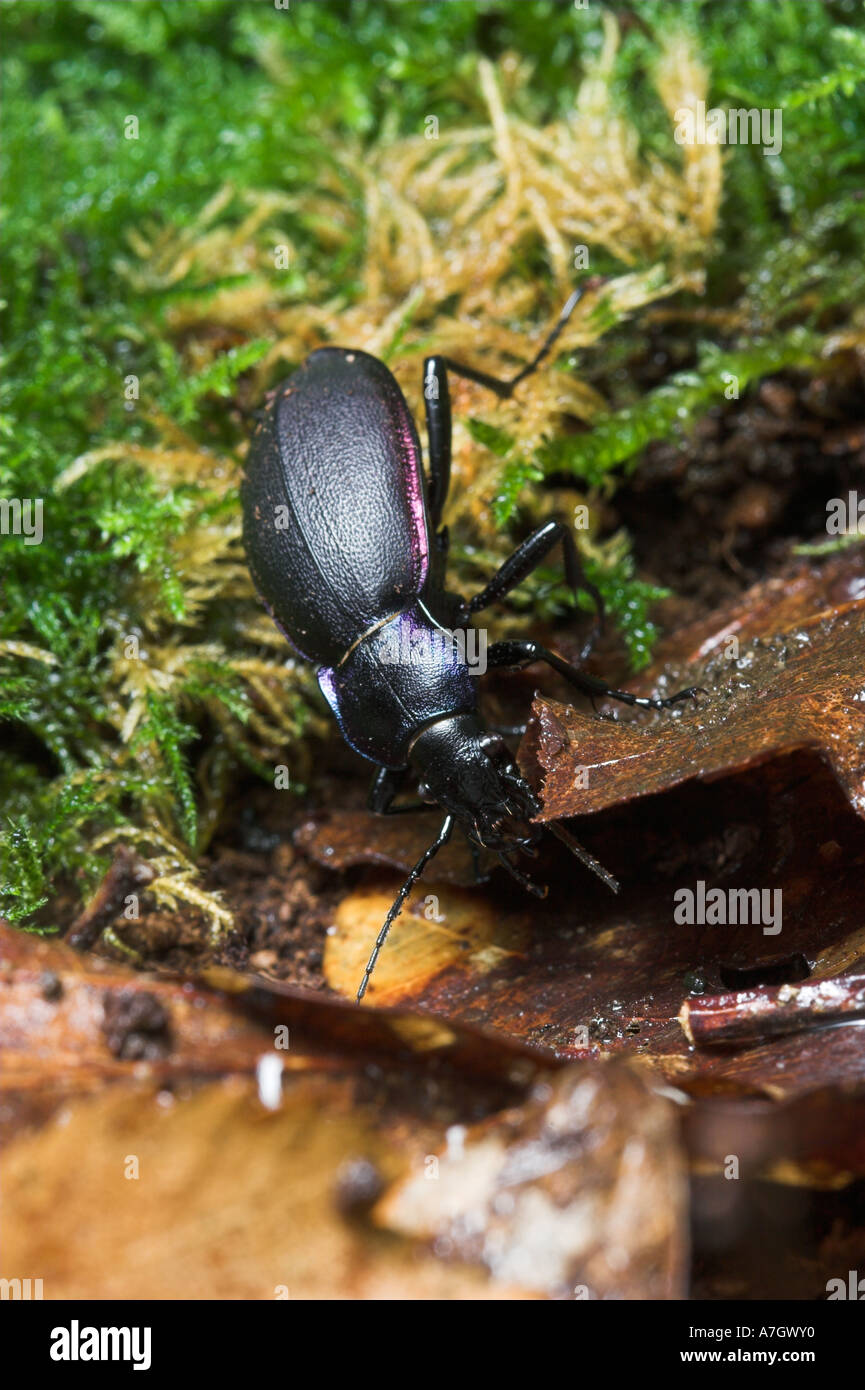 Violet ground beetle Carabus violaceus Useful in the garden as eats slugs and snails Stock Photo