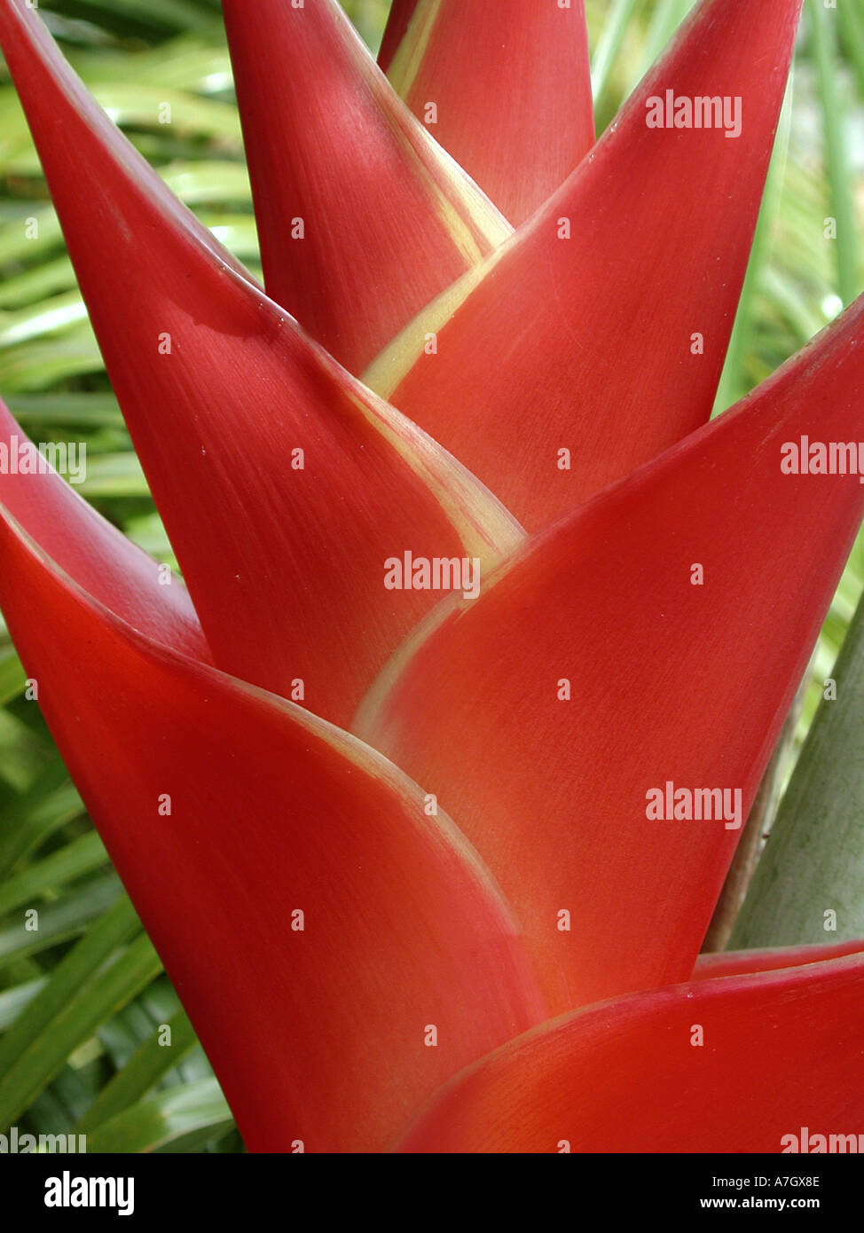 Red Heliconia flower on West Maui, Hawaii Stock Photo Alamy