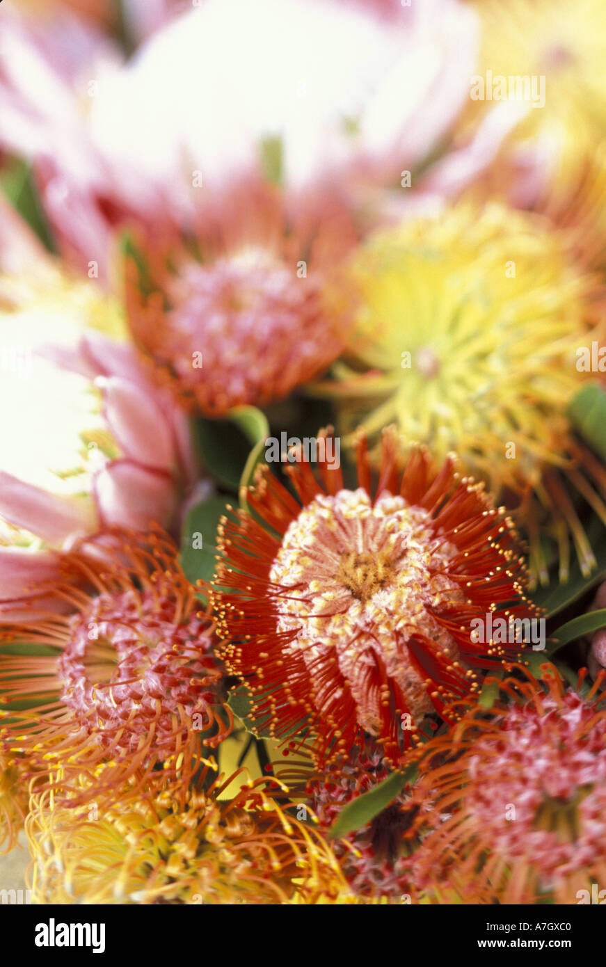 USA, Hawaii, Maui Protea display Stock Photo