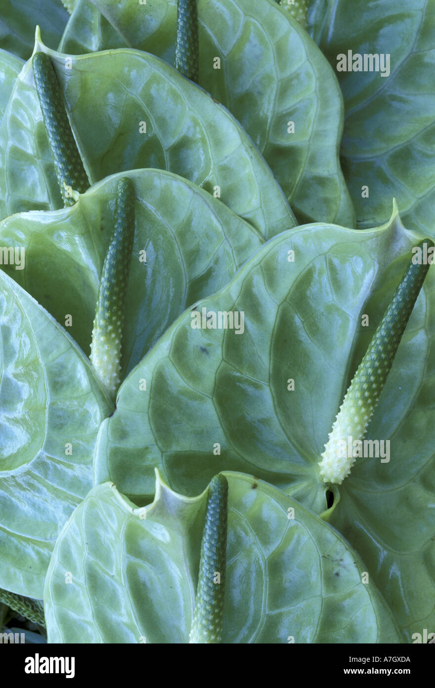 Midori plant hi-res stock photography and images - Alamy