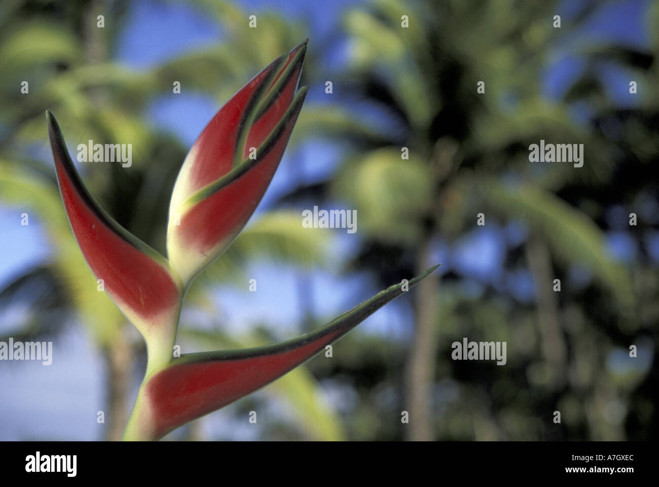 USA, Hawaii, Maui, Heliconias and palm trees Stock Photo - Alamy