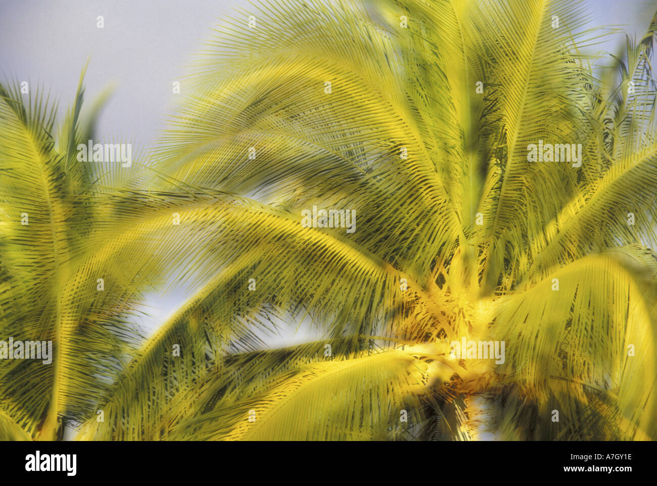 USA, Hawaii, Maui, Kihei, Evening light on palms in wind Stock Photo