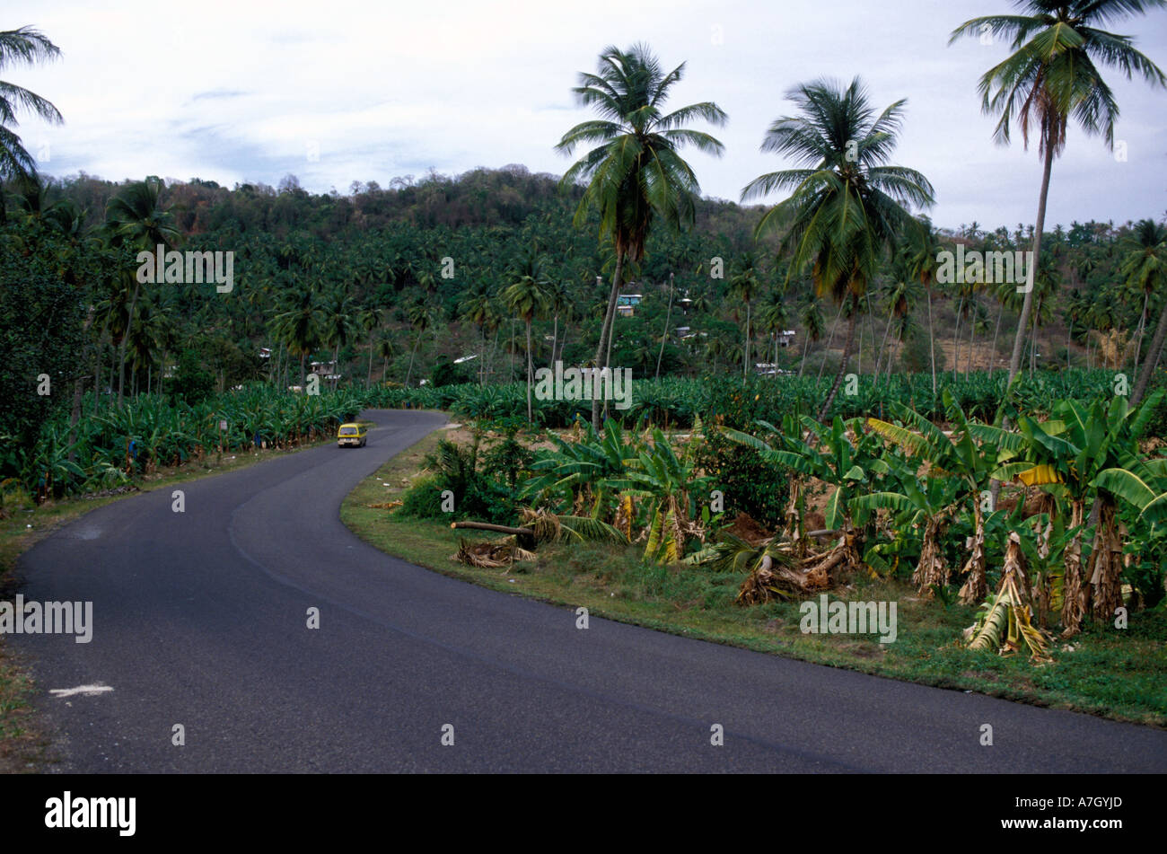 Commercial banana plantation, St. Lucia Stock Photo Alamy