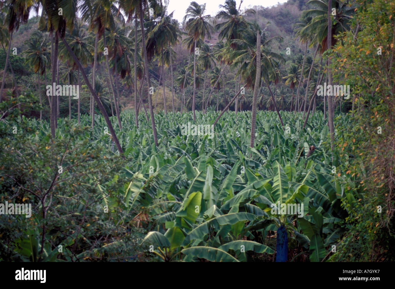 Commercial banana plantation, St. Lucia Stock Photo