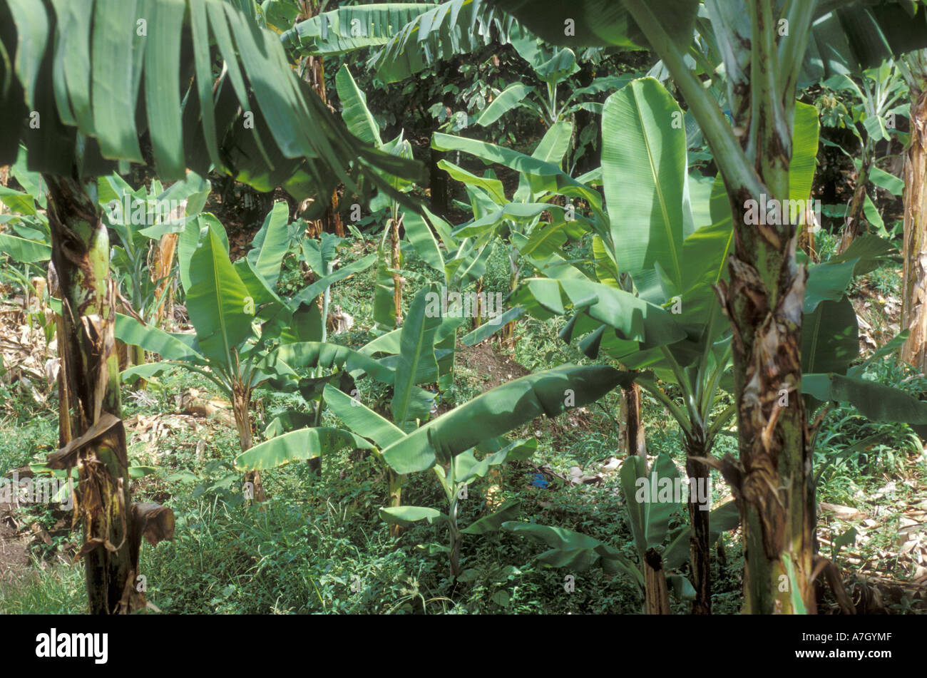 Commercial banana plantation, St. Lucia Stock Photo Alamy
