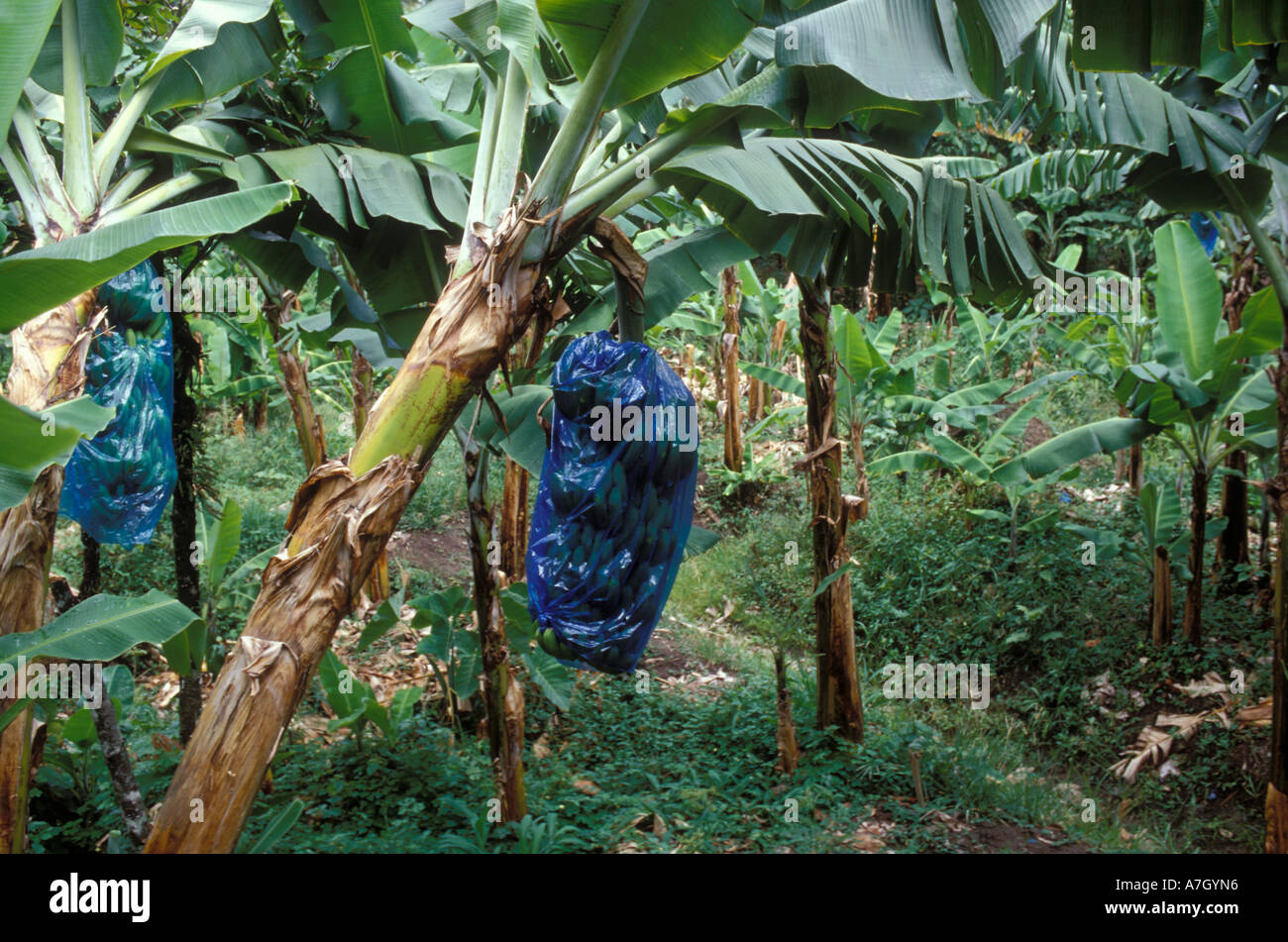 Commercial banana plantation St Lucia Stock Photo