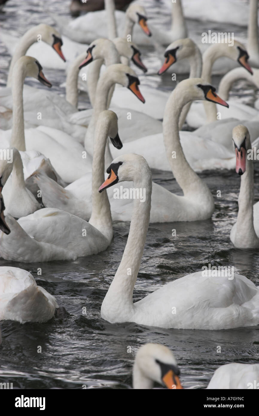 [Mute Swans] [Cygnus olor], flock of white birds, [River Thames