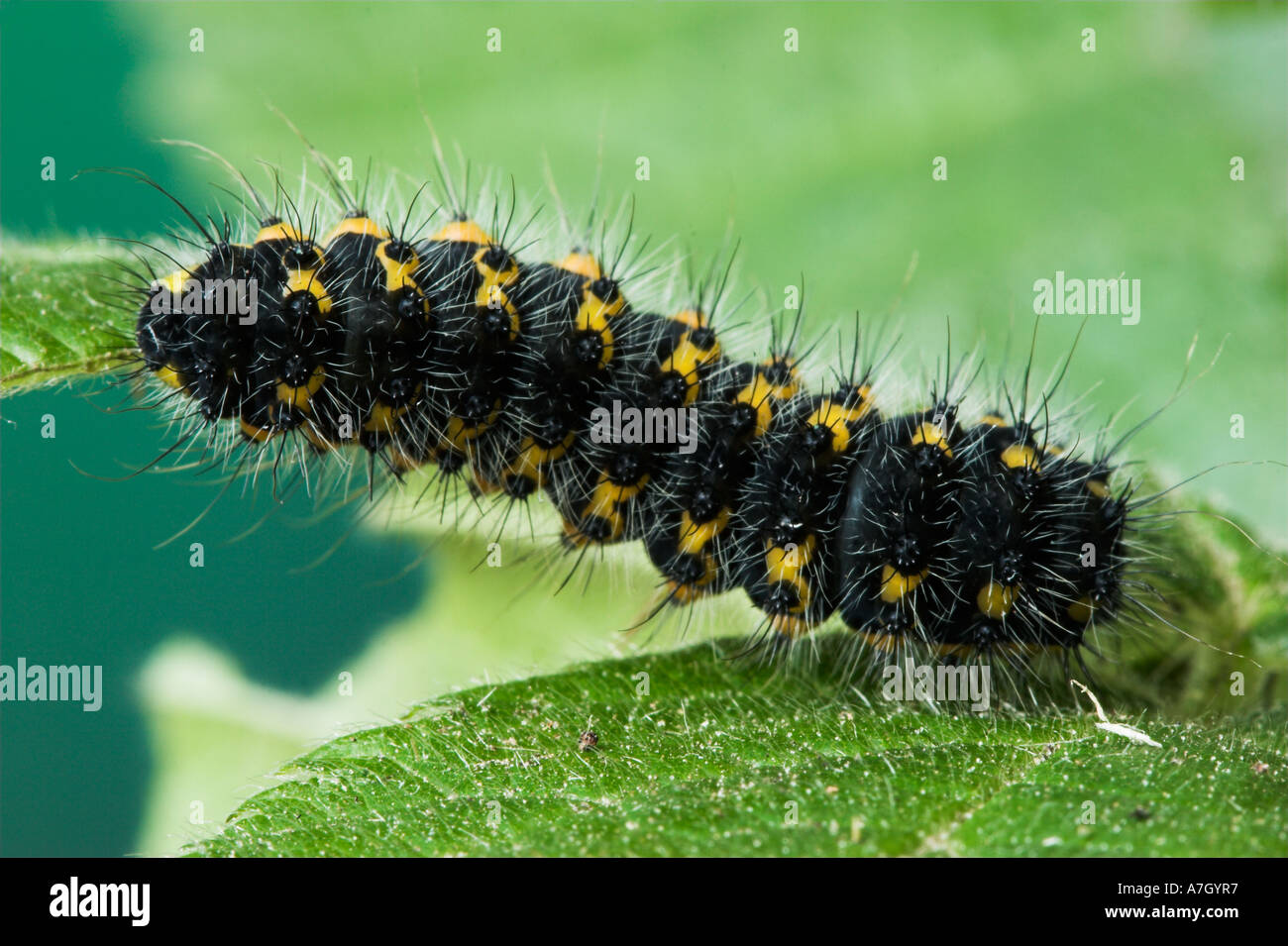 EMPEROR MOTH larva or caterpillar early instar Saturna pavonia Stock