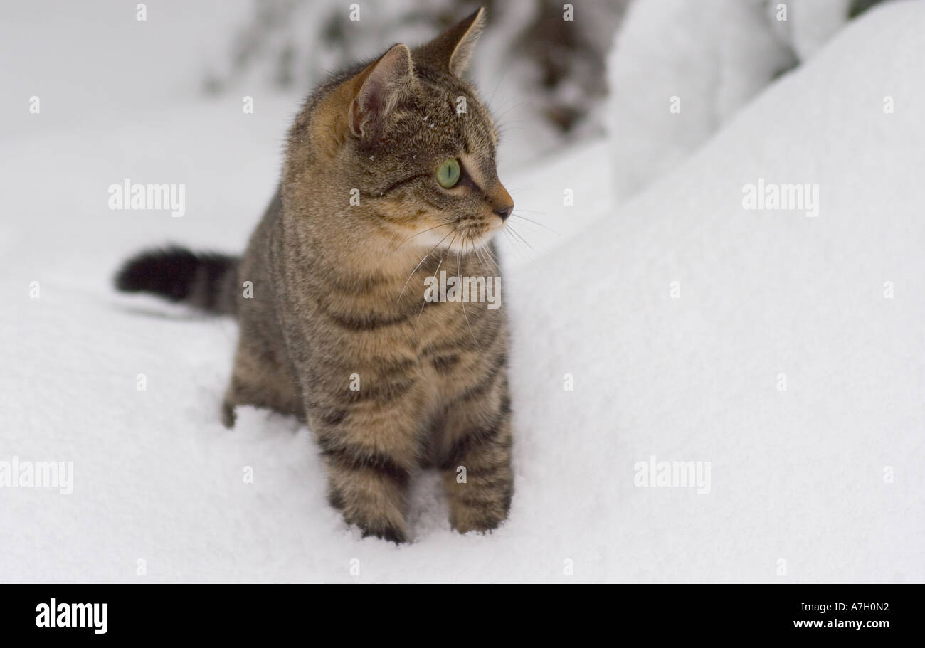Cat in the Snow Stock Photo Alamy