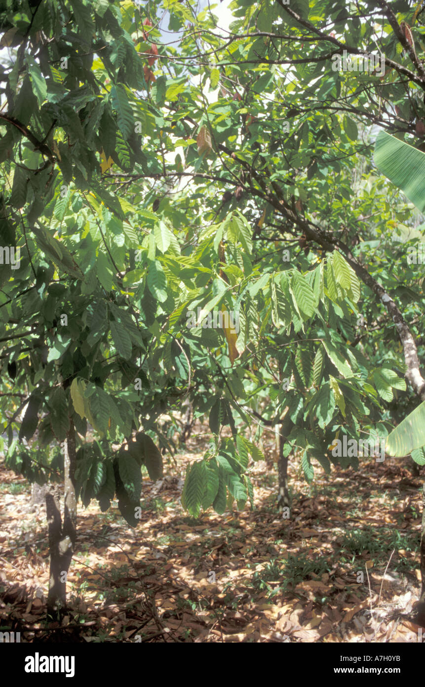 Cocoa Trees, St. Lucia Stock Photo Alamy