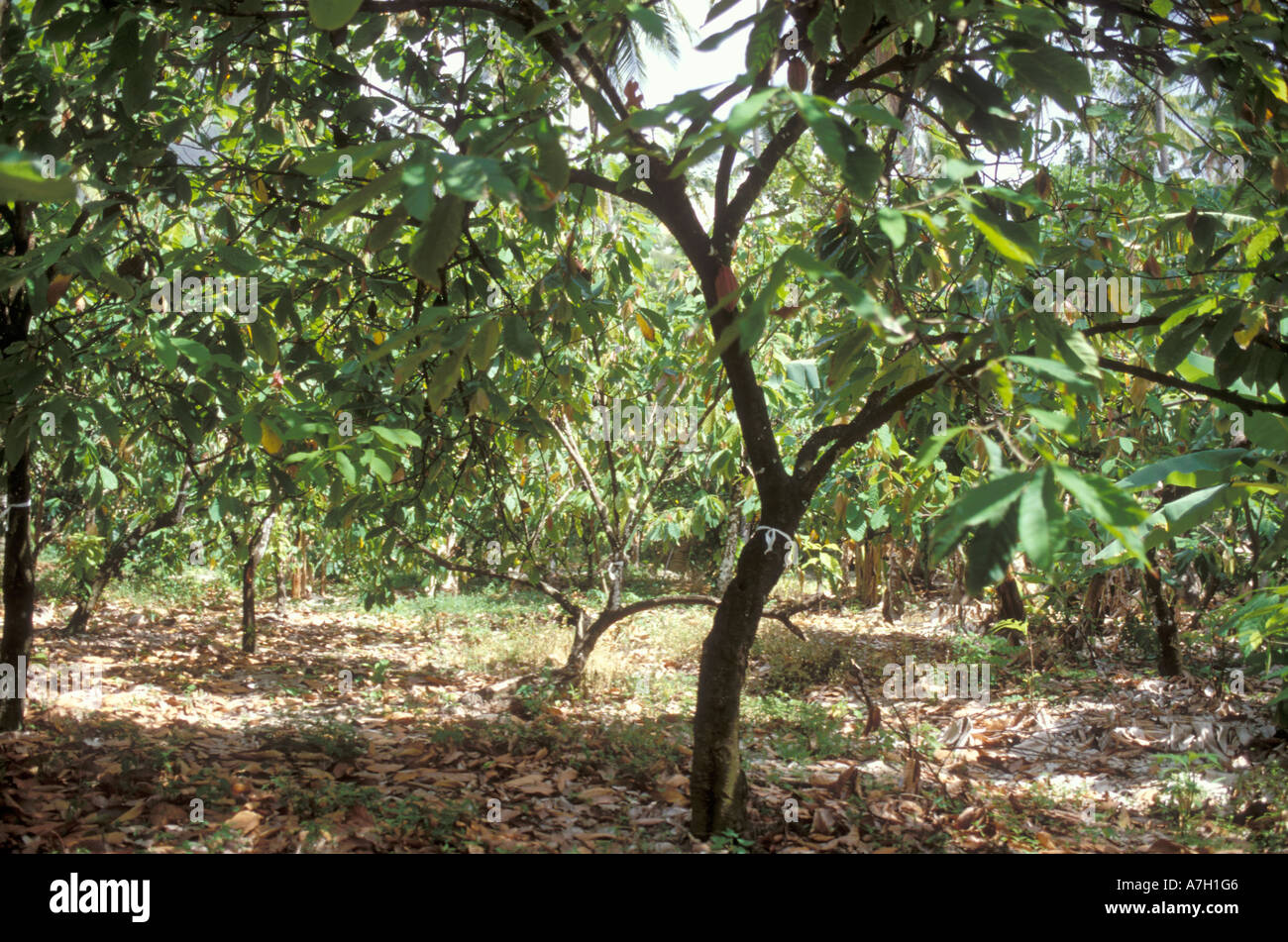 Cocoa Trees, St. Lucia Stock Photo Alamy
