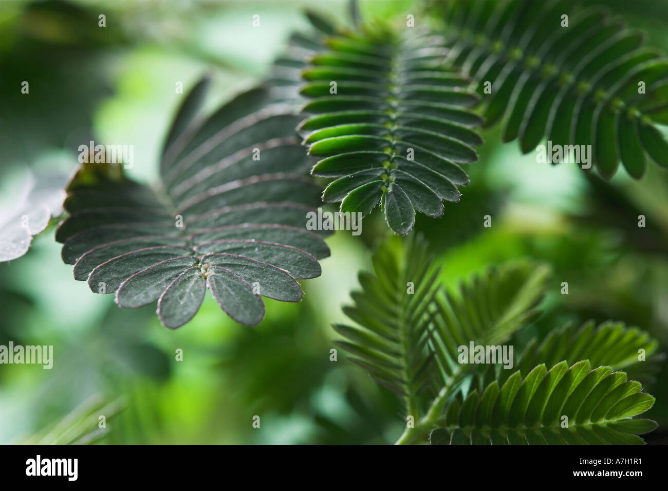 Mimosa plant leaves Acacia sp Stock Photo Alamy