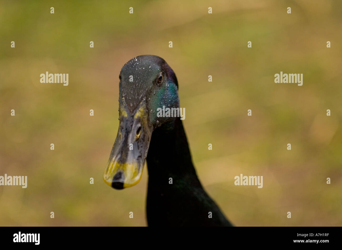 Indian Runner Duck Stock Photo