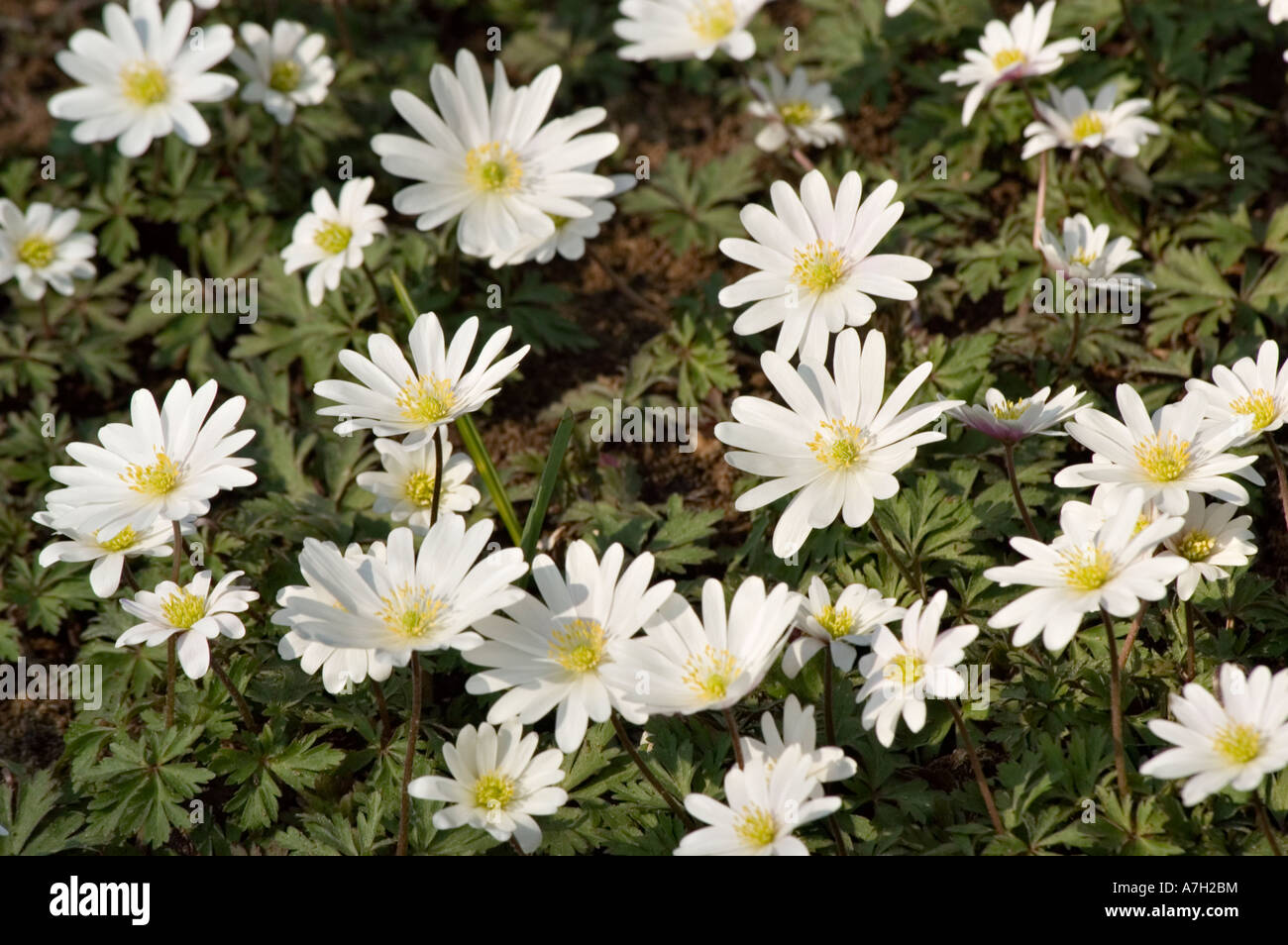 White flowers of Anemone blanda WHITE SPLENDOUR in Keukenhof Gardens, Lisse, Holland Stock Photo