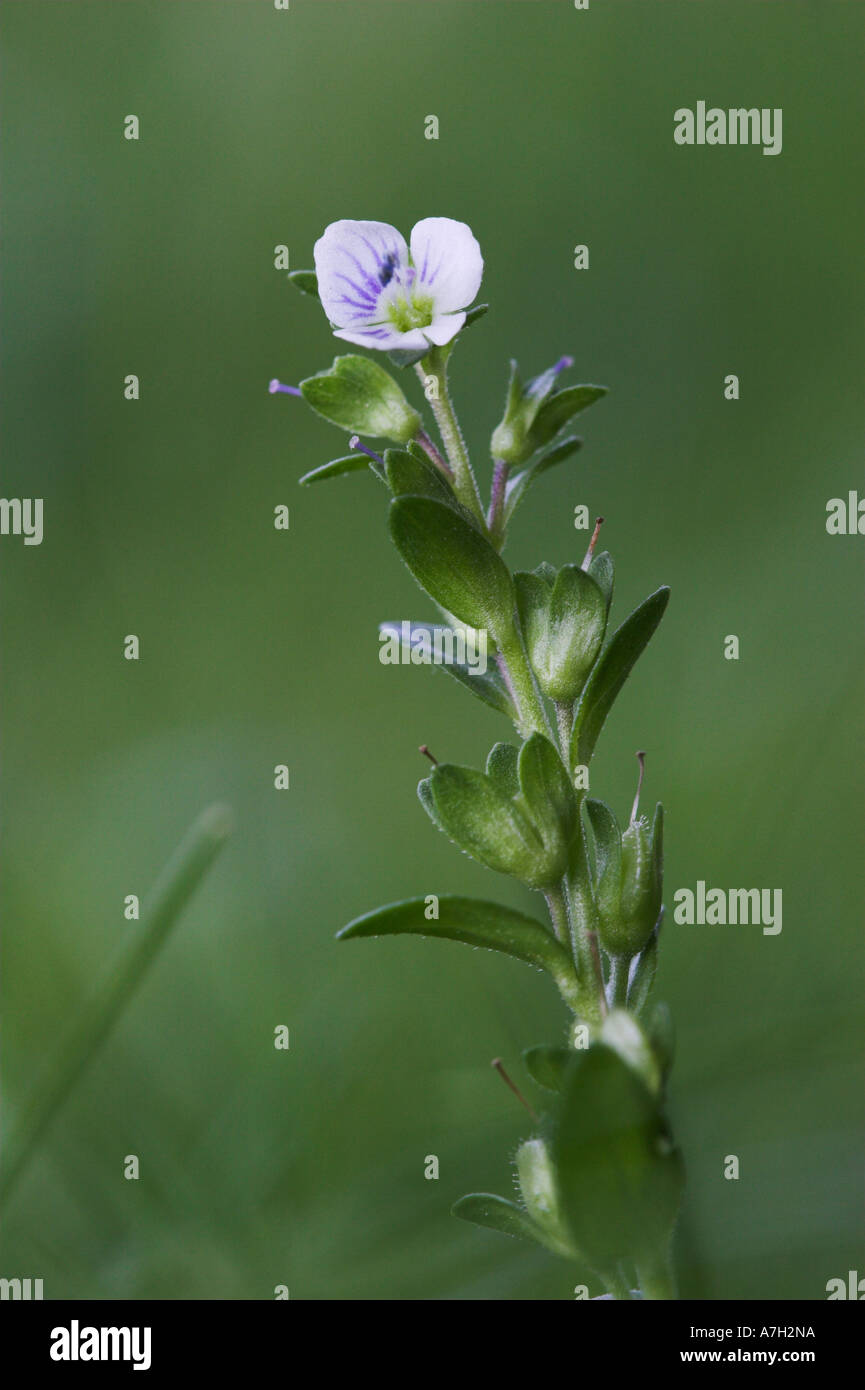 THYME LEAVED SPEEDWELL Veronica serpyllifolia Brownsea Island Dorest UK