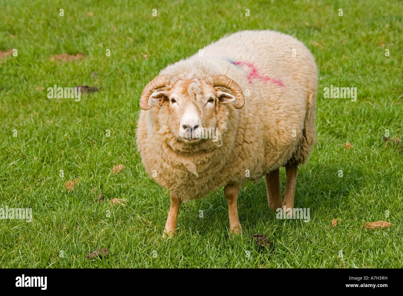 Portland sheep Rare Breed Trust Cotswold Farm Park UK Stock Photo Alamy