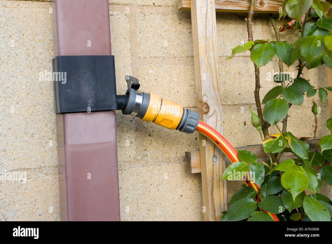 Garden hosepipe connected to rainwater diverter on drainpipe taking