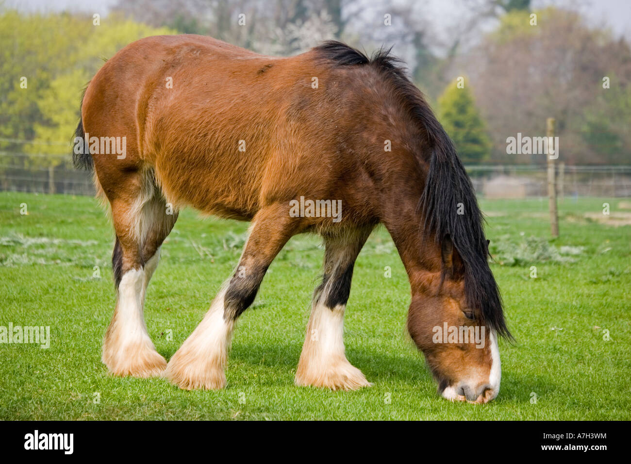 Shire horse grazing Rare Breed Trust Cotswold Farm Park Temple Guiting near Stow on the Wold UK Stock Photo