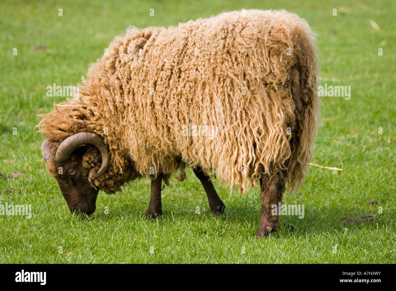 Shetland sheep grazing at Rare Breed Trust Cotswold Farm Park