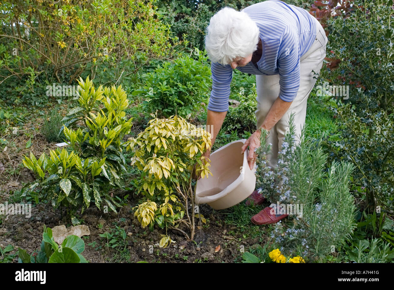 Housewife using bowl of washing up water to water garden plants