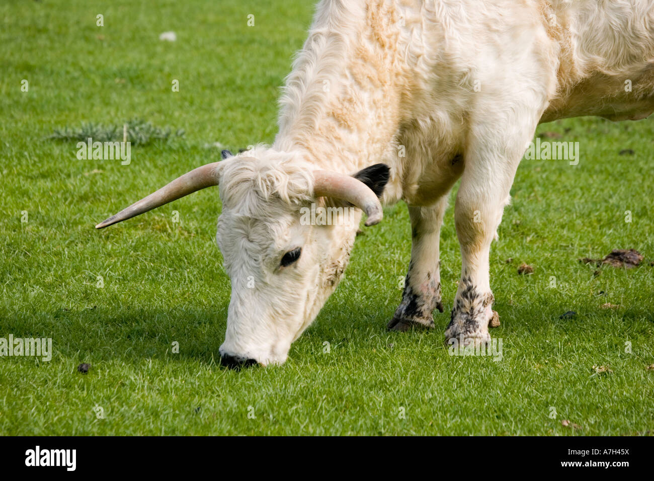 British white cattle hires stock photography and images Alamy