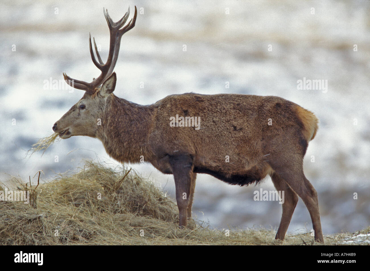 red deer eating hay Stock Photo Alamy