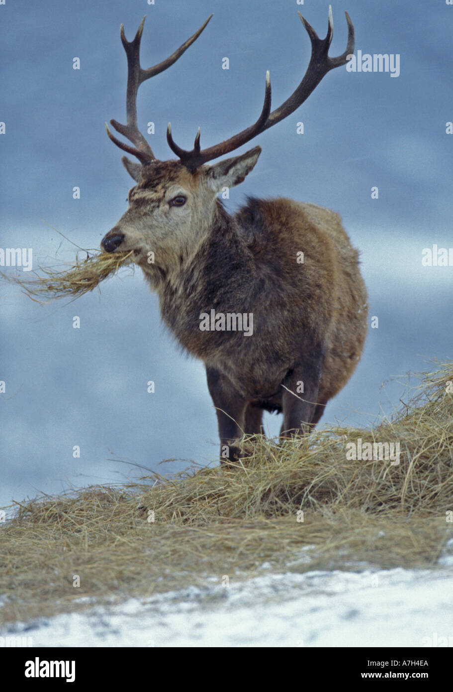 aktivitet En god ven Blind red deer eating in a snow storm the food provided is provided by a  conservation group in scotland Stock Photo - Alamy