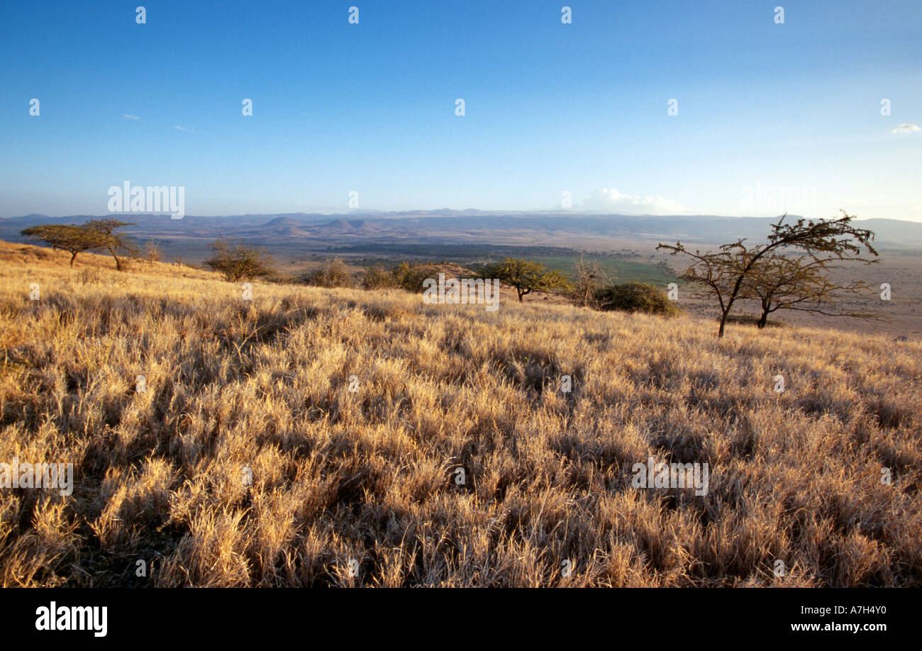 Savannah grassland trees and shrubs hires stock photography and images