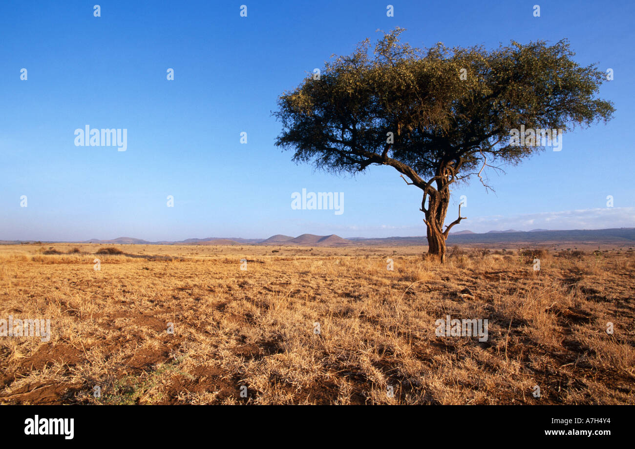 Tree in Kenyan landscape, Africa Stock Photo Alamy